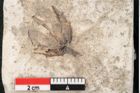 Foto (Detailansicht) von Glyptostrobus europaeus Brongniarti (NHMW-GEO-2024-0188-8072)
